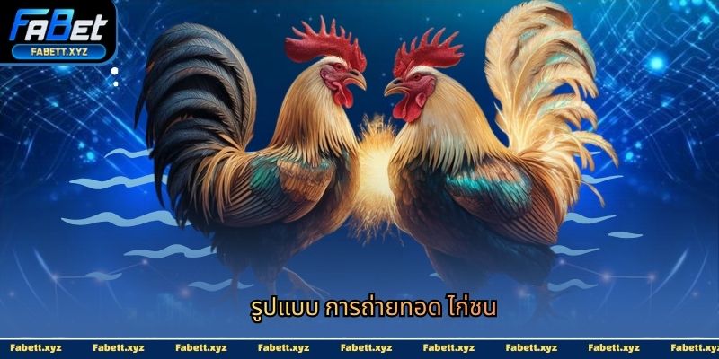 รูปแบบ การถ่ายทอด ไก่ชน