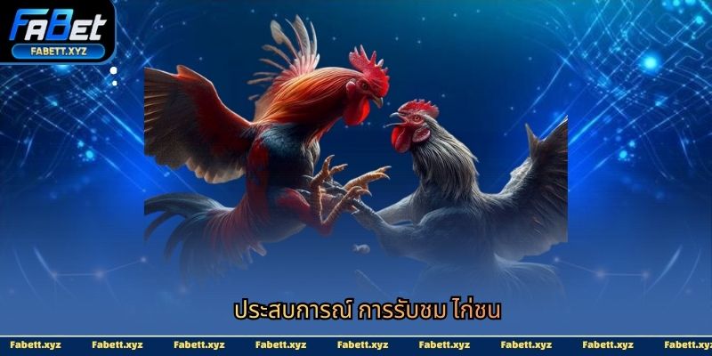 ประสบการณ์ การรับชม ไก่ชน