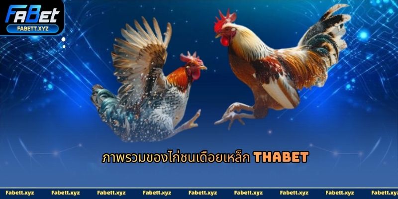 ภาพรวมของไก่ชนเดือยเหล็ก thabet